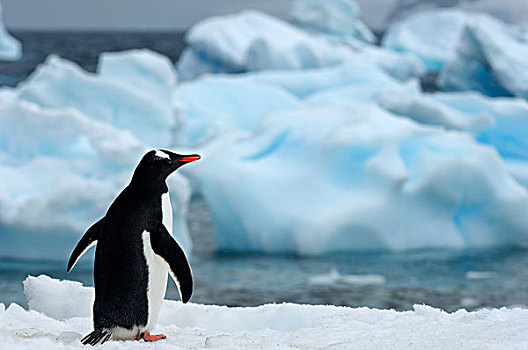 南极半岛,胭脂,岛屿,巴布亚企鹅,冰,进食,海上