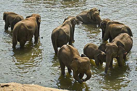 亚洲象,象属,河,地区,斯里兰卡