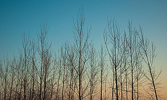 夕阳环境中的杨树林