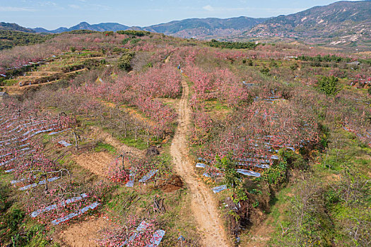 航拍沂蒙山区乡村果园