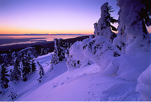 针叶树,雪中,日落,海岸山脉,不列颠哥伦比亚省,加拿大