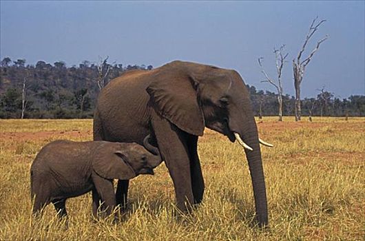 妈妈,幼兽,非洲象,卡里巴湖,马图萨顿纳国家公园,津巴布韦