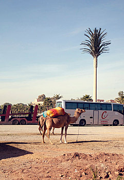 玛拉喀什,骆驼,巴士,摩洛哥