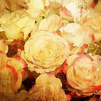 艺术,花,旧式,浅色背景,白色,玫瑰