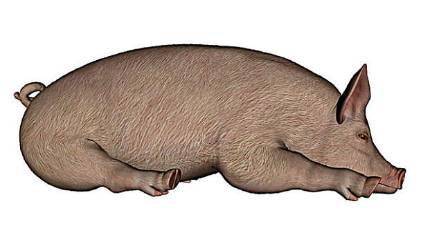 妖娆的猪睡觉姿势图片