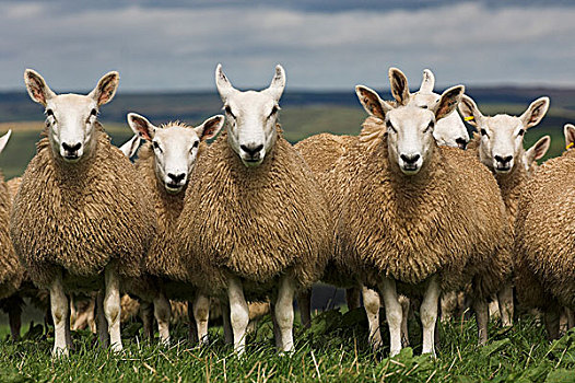 骡子,蓝色,公羊,苏格兰边境