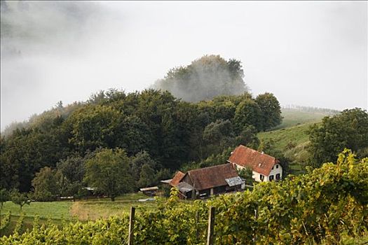 农舍,葡萄种植园,晨雾,施蒂里亚,奥地利,欧洲