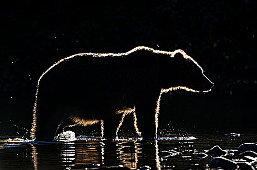 逆光,大灰熊,棕熊,雌性,沿岸,不列颠哥伦比亚省,加拿大