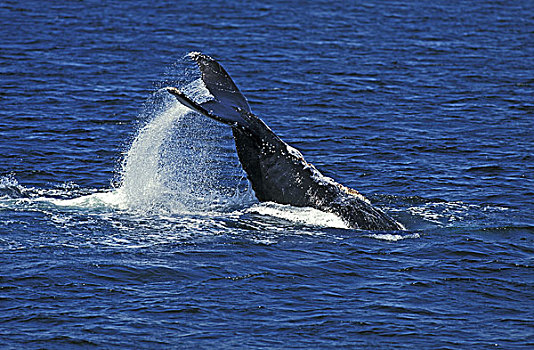 鲸,大翅鲸属,鲸鱼,成年,尾部,水面,阿拉斯加