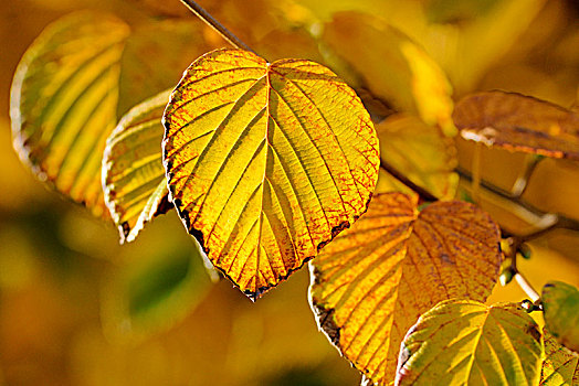 秋叶,金色,黄色,北莱茵威斯特伐利亚,德国,欧洲