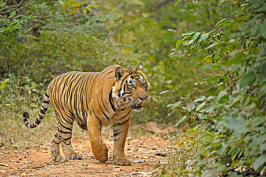 孟加拉,印度虎,虎,雄性,走,绿色,树林,拉贾斯坦邦,国家公园,印度,亚洲