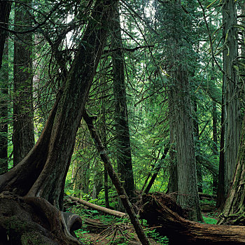 小树林,雷尼尔山国家公园