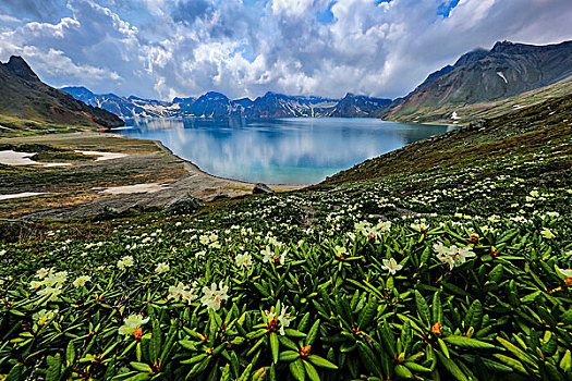 长白山高山花卉