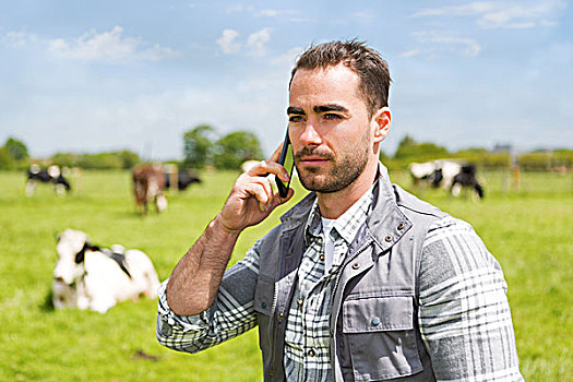 年轻,魅力,农民,草场,母牛,手机