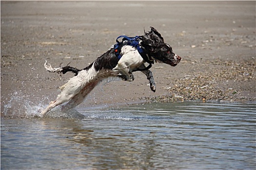 白色,工作,输入,英国史宾格犬,宠物,猎犬,跳跃,水