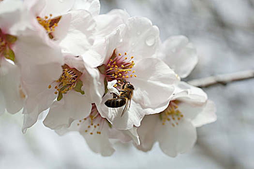 蜜蜂,樱花