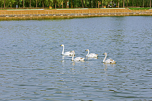 四只白色天鹅在湖中游泳