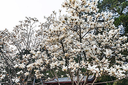 白花,木兰,树,北京