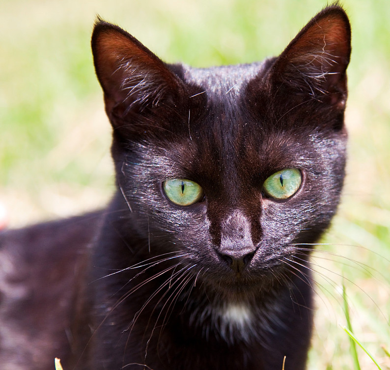 西伯利亚黑猫图片