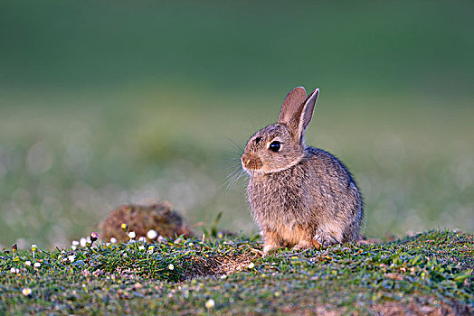 幼兽,欧洲兔,兔豚鼠属,坐,草地,斯凯岛,苏格兰