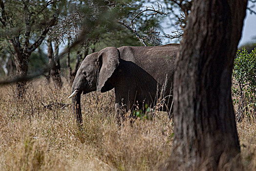 非洲大象054