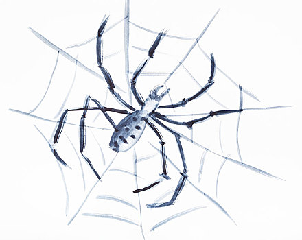 蜘蛛,互联网,白色背景,纸