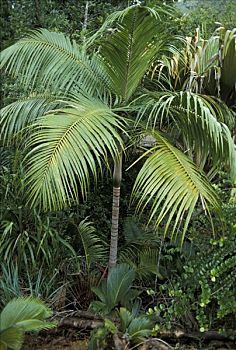 年轻,棕榈树,丛林,普拉兰岛,塞舌尔