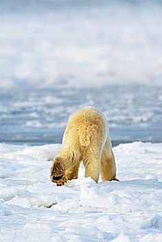 北极熊,独特,脚印,设计,走,离开,觅食,丘吉尔市,曼尼托巴,加拿大