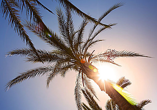 棕榈叶,阳光,漂亮,镜头眩光