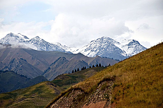 新疆雪山草甸
