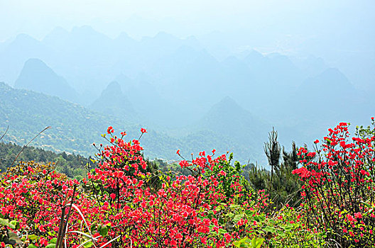 满山遍地映山红