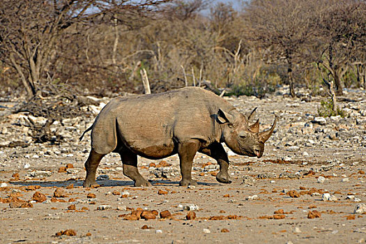 犀牛,黑犀牛,埃托沙国家公园,纳米比亚,非洲