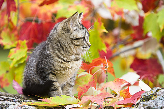 肖像,小猫