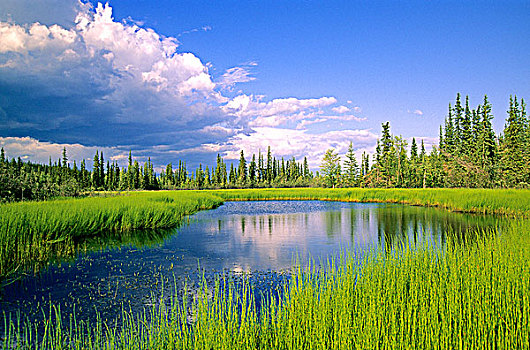 莎草,湿地,无名,湖,北方针叶林,北方,艾伯塔省