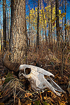 野牛,头骨,林中地面,麋鹿,岛屿,国家公园,艾伯塔省,加拿大
