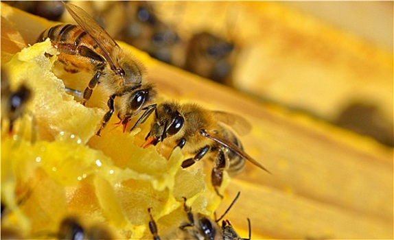 蜜蜂,蜂蜜,蜂窝