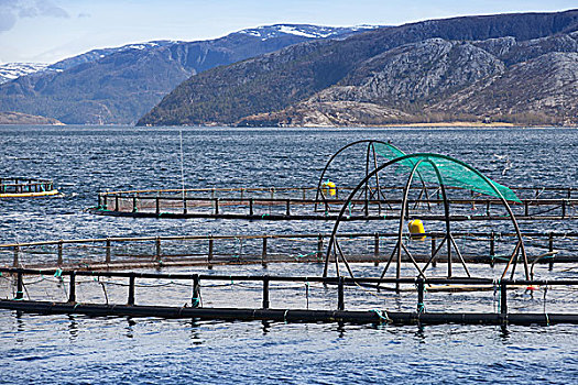 挪威,养鱼场,三文鱼,公海,水
