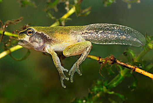 欧洲树蛙,无斑雨蛙,蝌蚪,展示,腿,尾部,瑞士