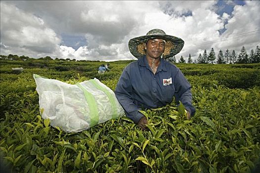 女人,收获,茶,农作物,茶园,工厂,毛里求斯,非洲