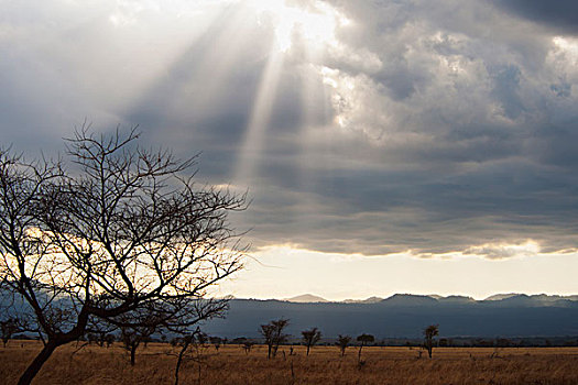 肯尼亚,马赛马拉,阳光,云,上方,马赛马拉国家保护区