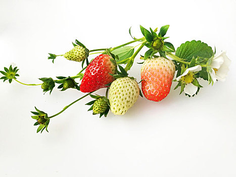 新鲜草莓,草莓静物