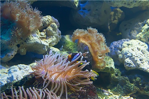 珊瑚,海洋