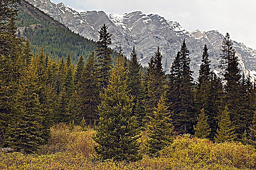 麋鹿,山脉,草地,靠近,卡纳纳斯基斯县,艾伯塔省,加拿大