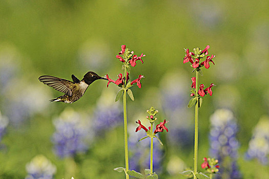 蜂鸟,黑色下巴的蜂鸟,成年,雄性,喂食,盛开,深红色,水苏属,丘陵地区,德克萨斯,美国,北美