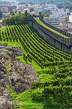 风景,壁,城堡,蔓藤,贝林佐纳,提契诺河,瑞士