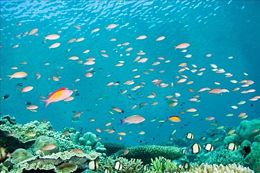 鱼,游泳,西巴丹岛,岛屿