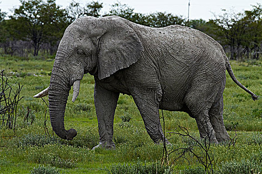 大象,非洲象,埃托沙国家公园,纳米比亚,非洲