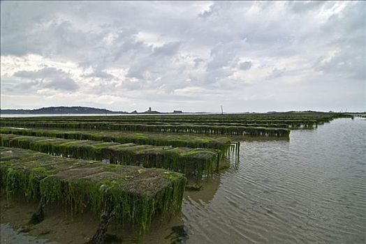 牡蛎养殖场,湾,布列塔尼半岛,法国