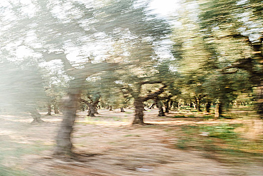橄榄,小树林,希腊,橄榄树,橄榄枝,日落