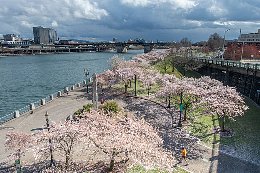 美国波特兰市河岸樱花